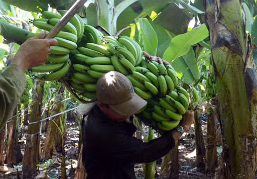 Các thương lái thu mua trái cây xuất khẩu qua Trung Quốc về vườn thu mua chuối. Thậm chí, có thương lái đặt tiền trước, mua cả vườn khi chuối còn non. Ảnh: Zing.