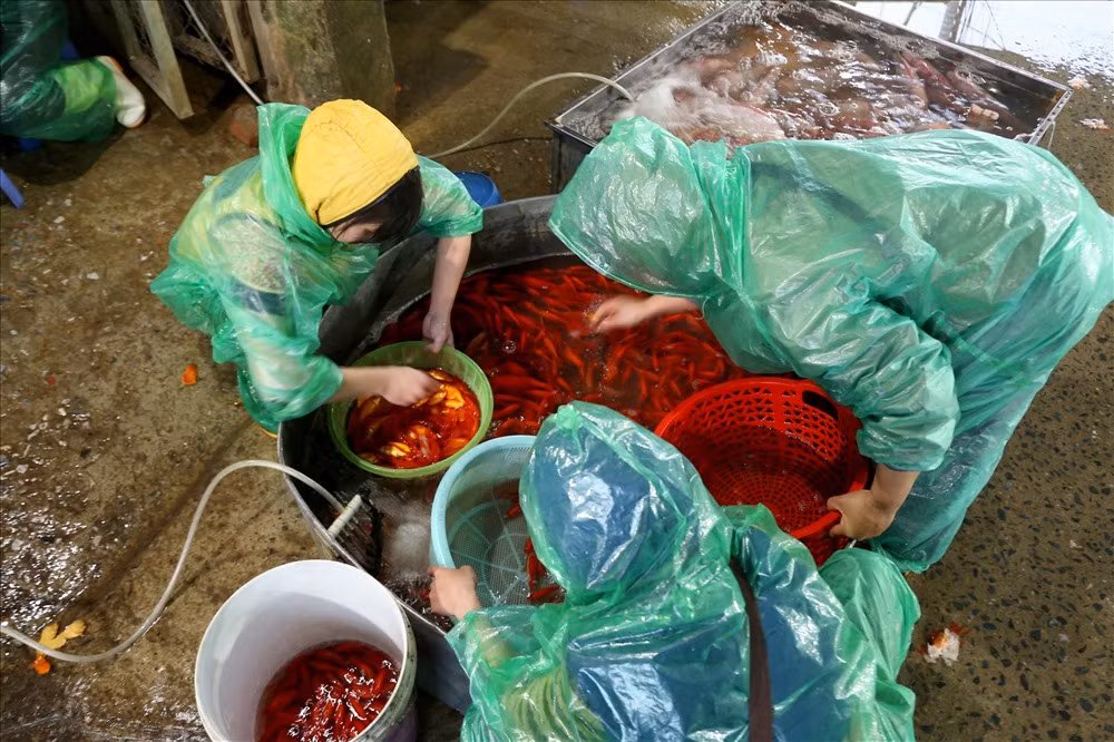 Theo các tiểu thương, để chọn được cá khỏe, đẹp thì phải đến chợ từ 2-3 giờ sáng để đến chợ lấy hàng cho kịp chợ sáng.