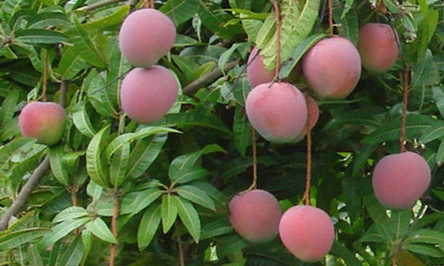 Đến vườn xoài Úc mà nhiều người cứ ngỡ như lạc vào "vườn đào tiên" trong phim. Ảnh: Baokhanhhoa.