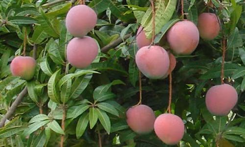 Đến vườn xoài Úc mà nhiều người cứ ngỡ như lạc vào "vườn đào tiên" trong phim. Ảnh: Baokhanhhoa.