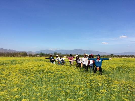 Nhìn từ xa, chẳng ai nghĩ cánh đồng hoa vàng đẹp mắt này lại chính loại rau gia vị quen thuộc hàng ngày. Ảnh: Dân Việt.