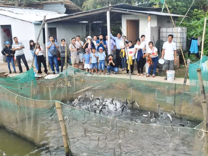 Giá cá lóc bay còn sống bán ra cho khách mang về 90.000 đồng/kg. Trong khi đó, cá lóc chế biến ăn tại chỗ có giá 100.000 đồng/kg. Ảnh: GD&amp;TĐ.