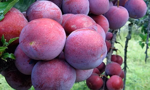 Trung bình, mận máu ở Hoàng Su Phì cho thu khoảng 300 tấn quả/vụ, ước tính trị giá 6 tỷ đồng/năm. Ảnh: Nongnghiep.