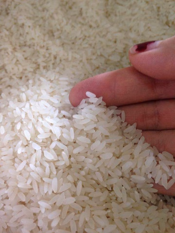 Theo người dân địa phương, gạo Bồ Nâu được trồng từ hàng trăm năm trước. Thời xưa, giống gạo này là đặc sản tiến vua, chỉ dùng trong các dịp lễ Tết quan trọng. Ảnh: FB Nguyễn Sáng.