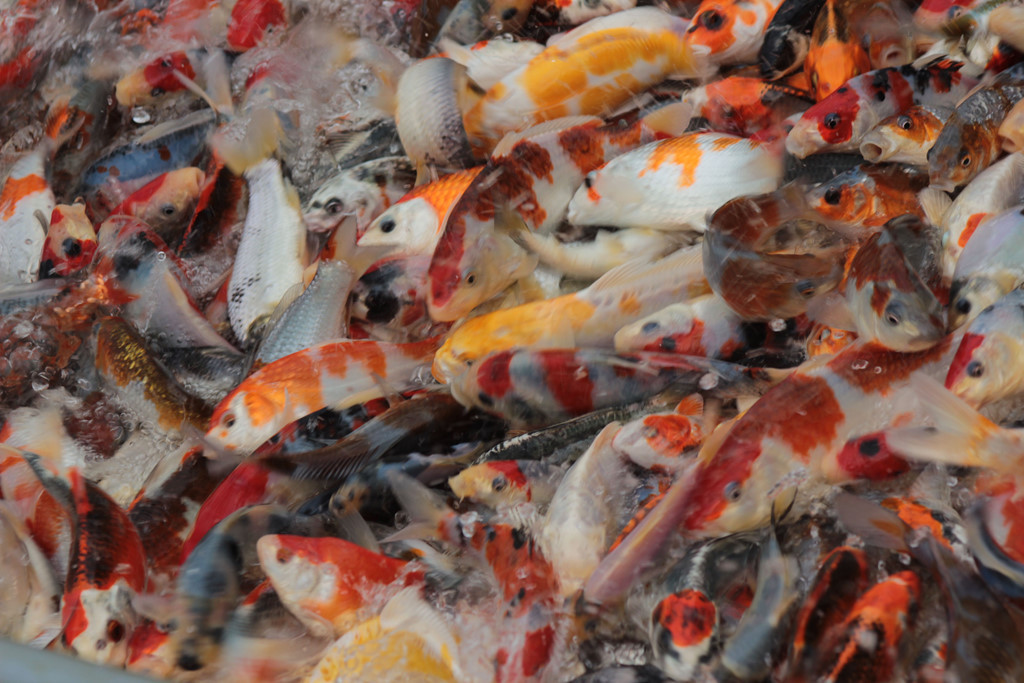 Nhiều con cá koi đẹp có giá lên tới cả tỷ đồng. Ảnh: Zing.