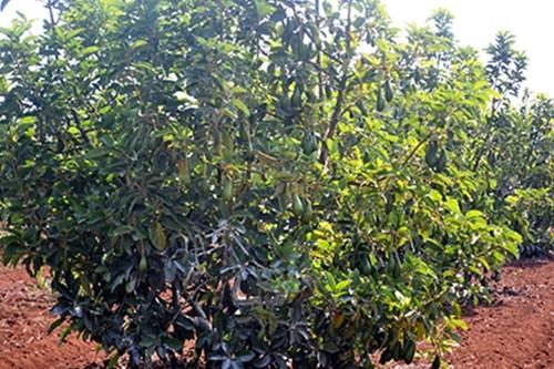 Anh Lê Văn Tiệp (Đạ Ròn, Đơn Dương, Lâm Đồng) dành 1,2ha đất canh tác để trồng 300 cây bơ, trong đó 80% là bơ tứ quý, một loại bơ cho ra trái quanh năm. Ảnh: Cand.