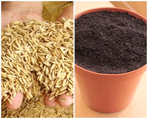 Để trồng lúa cảnh, cần chuẩn bị một nắm thóc, chậu nhỏ, đất sạch. Ảnh: Internet.