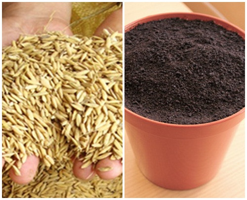 Để trồng lúa cảnh, cần chuẩn bị một nắm thóc, chậu nhỏ, đất sạch. Ảnh: Internet.