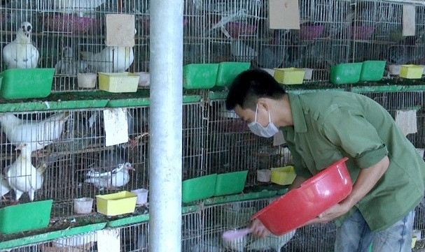 Số chim bồ câu anh Nhật thường xuyên nuôi đạt từ 450 - 500 cặp, trong đó có 250 cặp giống bố, mẹ. Trung bình mỗi tháng gia đình anh bán từ 100 - 120 cặp chim các loại. Ảnh: Baonghean.