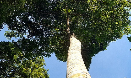 Cây trám có thân mượt, khó trèo, cành lá sum xuê và cao gần 20m.