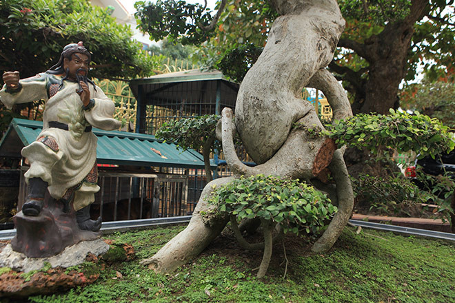 Đến nay, giá trị của cây duối cổ phải lên tới cả triệu USD. Ảnh: Dân Việt.