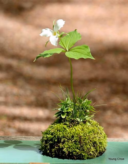 Dù mảnh khảnh nhưng nó đủ sức gây ấn tượng với bất kỳ ai.