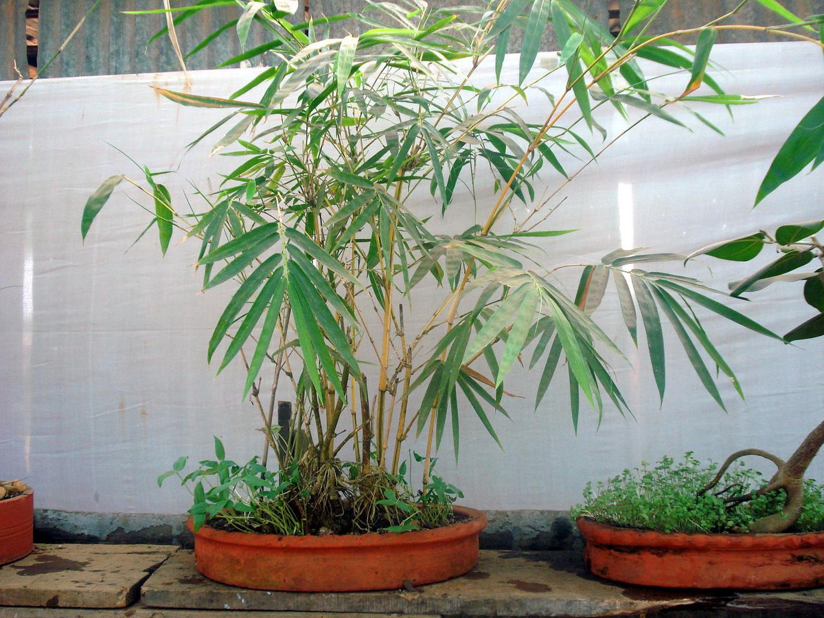 Vóc dáng thanh mảnh của chậu bonsai tre sẽ mang đến sự mới lạ trong không gian nhà. Ảnh: Wiki.