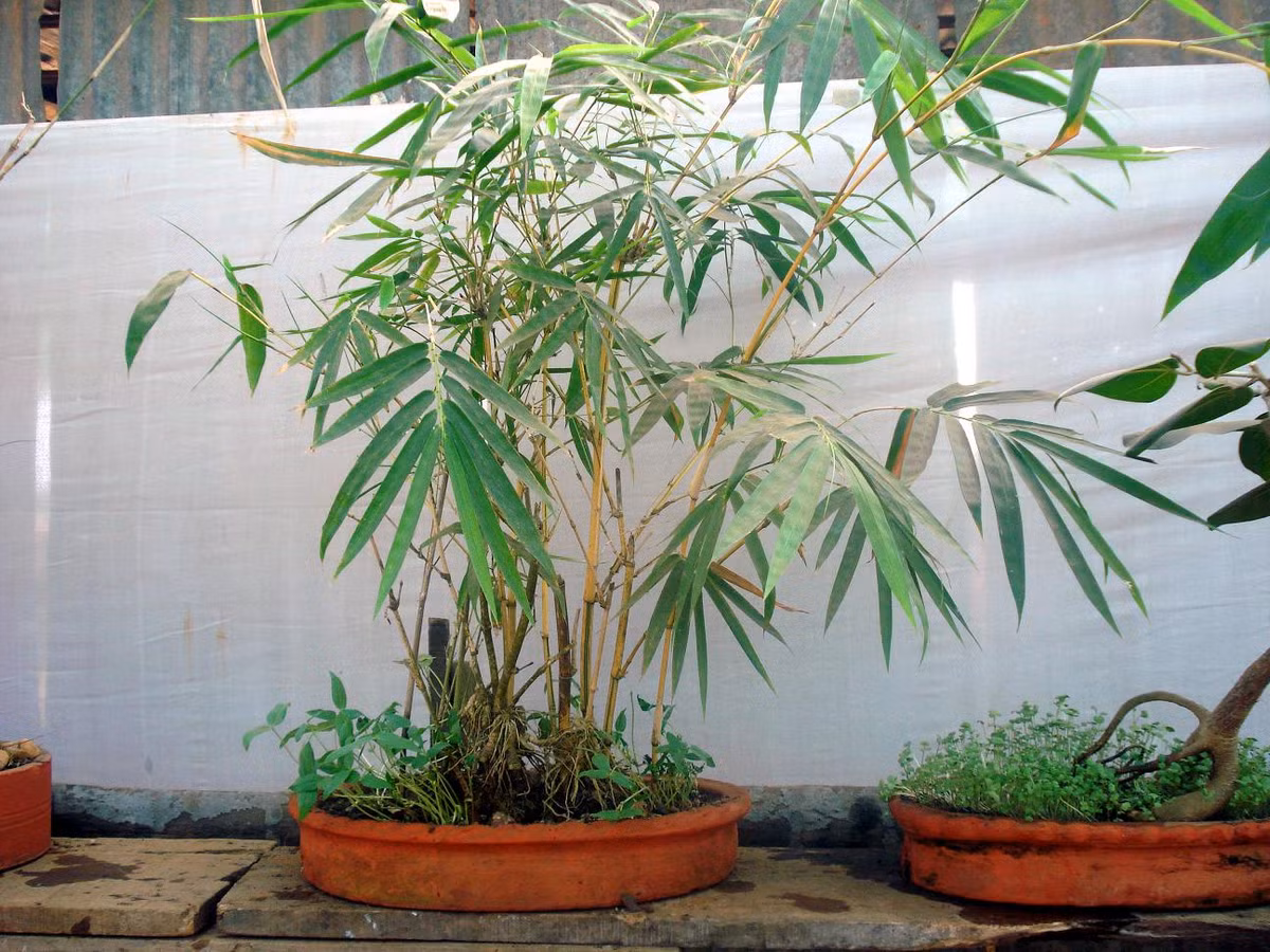 Vóc dáng thanh mảnh của chậu bonsai tre sẽ mang đến sự mới lạ trong không gian nhà. Ảnh: Wiki.