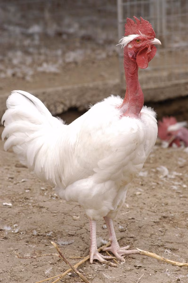 Giống gà này được nhập về Việt Nam khoảng 2 năm trở lại đây. Ảnh: Research.