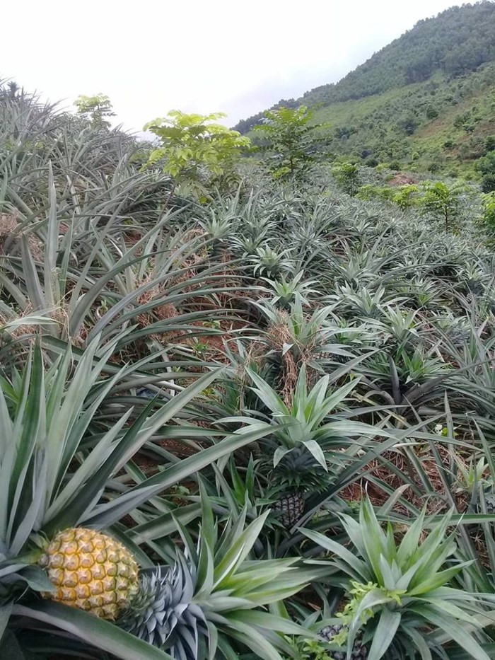 Tại vùng đất khô cằn, sỏi đá xã Phúc Trìu, TP. Thái Nguyên, chị Nguyễn Thị Hiền mạnh dạn trồng 5ha dứa. Ảnh: Dân Việt.