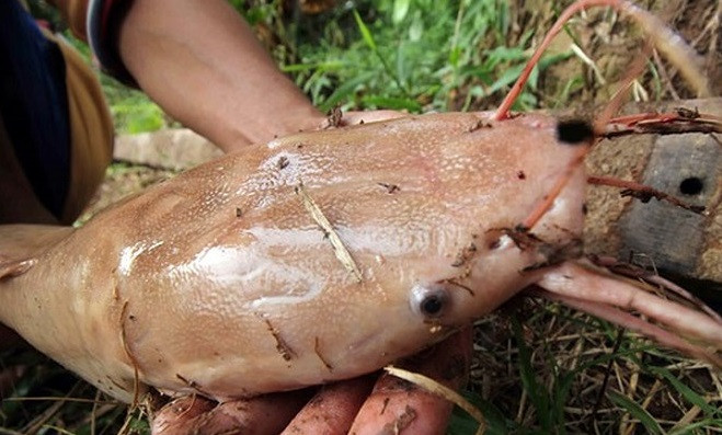 Các con cá trê màu hồng đậm nhất ở phần râu, miệng và màu nhạt dần đến phần đuôi. Ảnh: Dân Việt.