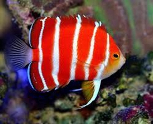 Theo The Richest, năm 2012, chỉ có một con cá thiên thần Peppermint được trưng bày trên toàn thế giới. Ảnh: Tropical Fish.