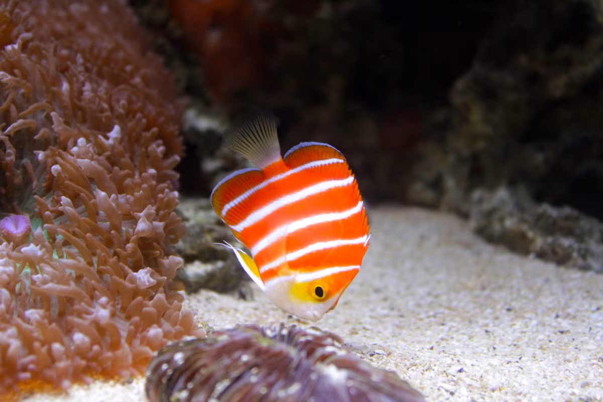 Con cá do một đoàn nghiên cứu đại dương thuộc Viện Smithsonian mang về và trưng bày trong bể cá lớn tại Thủy cung Waikiki. Ảnh: Marine.