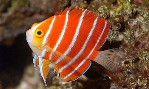 Nổi bật với các sọc đỏ và trắng nên cá thiên thần Peppermint được giới sinh vật chuộng làm cá cảnh. Ảnh: Rare and Exotic.