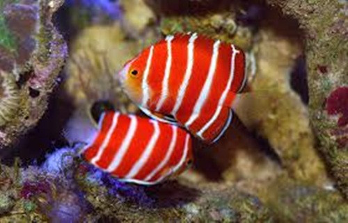 Do đặc tính nhút nhát nên cá thiên thần Peppermint thường sống ẩn mình trong các vách đá ngầm. Ảnh: Reefs.