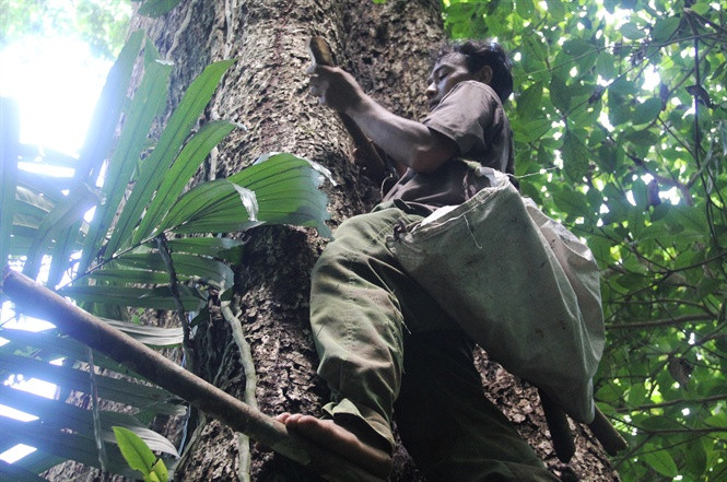 Để săn được mật ong, người thợ thường phải ở trong rừng nhiều ngày. Tổ ong thường nằm trên cây cao vài chục mét nên công việc chưa bao giờ đơn giản. Ảnh: Kienthucgiadinhso28.