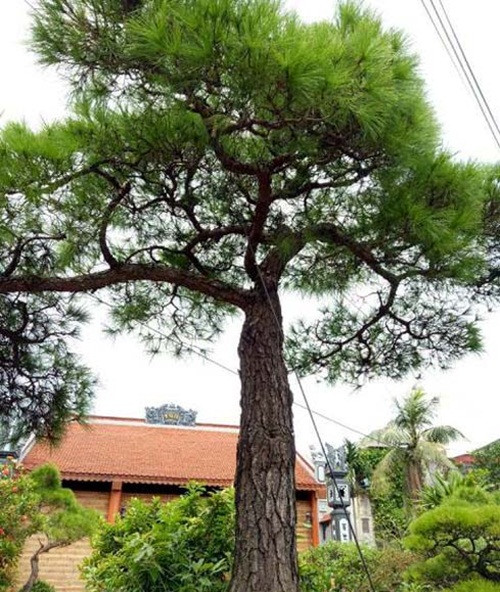 Với thế trực hoành, cành đổ bạt phong, có nguồn gốc từ núi Côn Sơn Kiếp Bạc, cây vạn tùng của anh Uy được trả giá đến 2 tỷ đồng. Ảnh: Dân Việt.