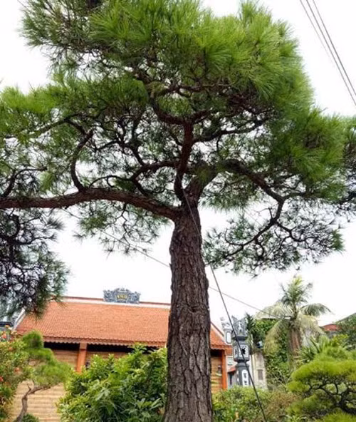 Với thế trực hoành, cành đổ bạt phong, có nguồn gốc từ núi Côn Sơn Kiếp Bạc, cây vạn tùng của anh Uy được trả giá đến 2 tỷ đồng. Ảnh: Dân Việt.