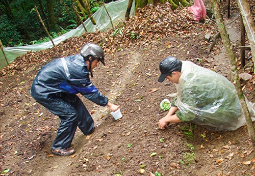 Gia đình trồng nhiều, vừa bán giống, bán củ mỗi năm thu về 700 - 800 triệu đồng/năm. Ảnh: Kontum.