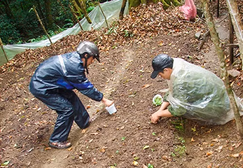 Gia đình trồng nhiều, vừa bán giống, bán củ mỗi năm thu về 700 - 800 triệu đồng/năm. Ảnh: Kontum.