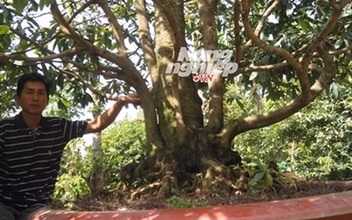  Mai vàng nguyên thủy ở làng Phú Hưng, xã Đông Phú, huyện Châu Thành, tỉnh Hậu Giang (Ảnh: Nông nghiệp Việt Nam)