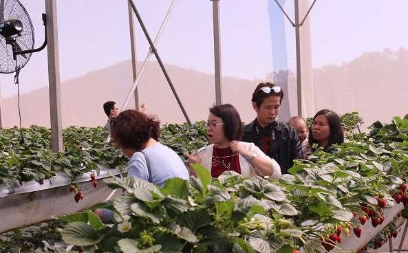 Ngoài nguồn thu từ bán quả, vườn dâu tây giống Mỹ này còn mở cửa cho du khách đến tham quan, ăn thử tại vườn và mua với giá 350.000 đồng/kg. Ảnh: Dân Việt.