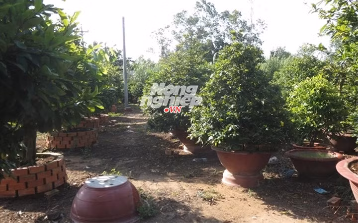 Cây mai vàng cổ thụ này trị giá 500 triệu đồng (Ảnh: Nông nghiệp Việt Nam)