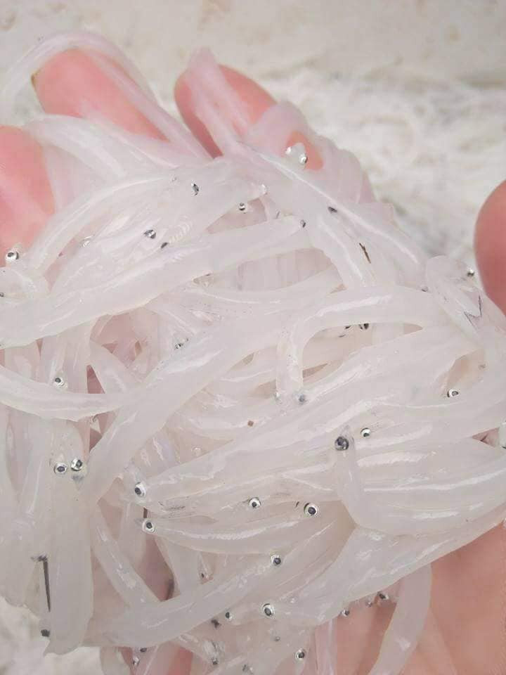 Đặc điểm của loài cá này là không có xương, thân mềm và trắng như cọng bún tươi. Ảnh: Vietnamnet.