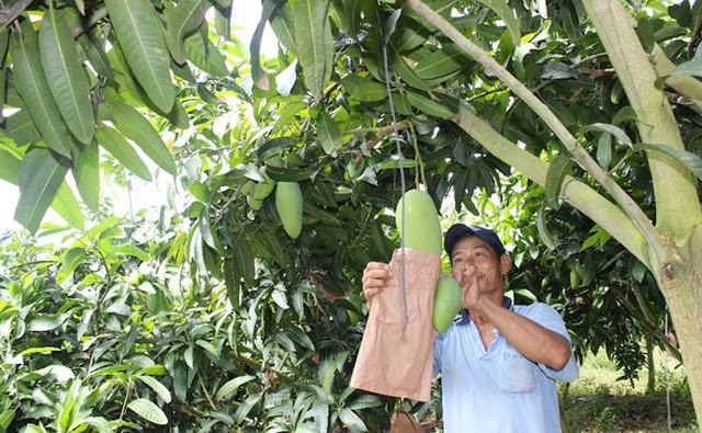 Với giá bán dao động từ 20.000 -30.000 đồng/kg, người trồng thu lãi 500 triệu đồng/ha/năm. Ảnh: Traicaydungmap.