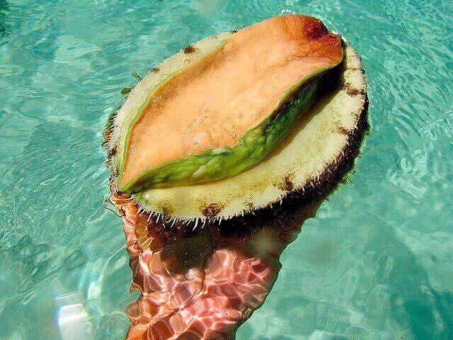 Trong số đó, bào ngư viền xanh Úc là đắt nhất. Ảnh: FB Chanel Mẫn Mẫn.