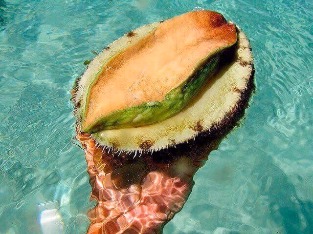 Trong số đó, bào ngư viền xanh Úc là đắt nhất. Ảnh: FB Chanel Mẫn Mẫn.