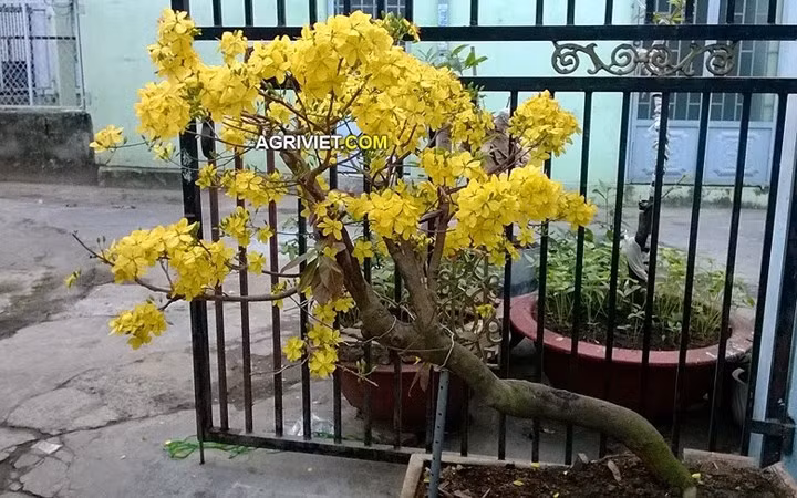 Có những cây mai cổ thụ, dáng đẹp, hoa bung nở rực rỡ (Ảnh: AgriViet)