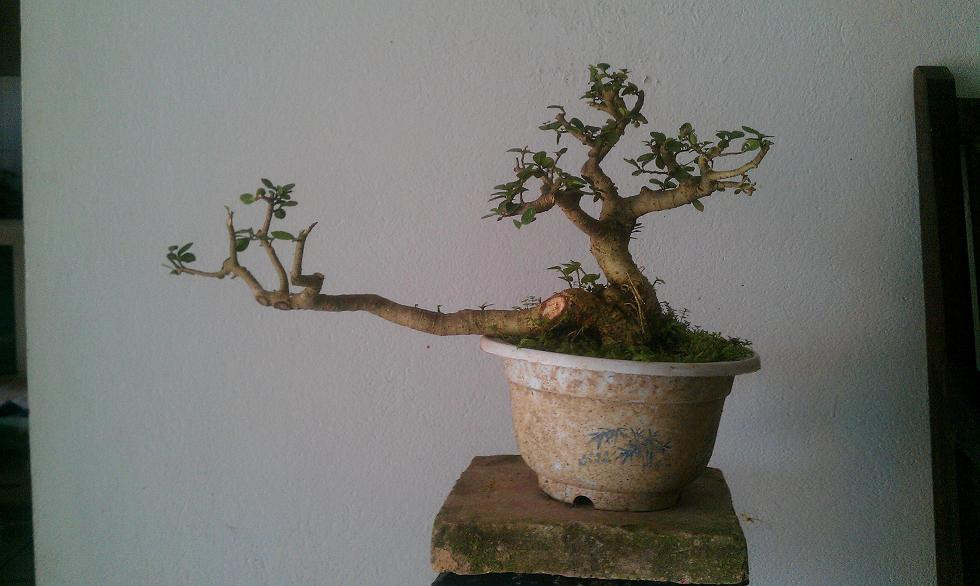 Những cây có dáng thế cầu kỳ thường giá bán rất cao. Ảnh: Caycanhvietnam.