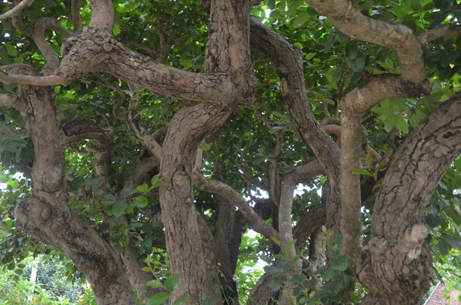 Năm 2016, có đoàn khách Nhật Bản và Hàn Quốc về thăm đã định giá cây trâm vối này lên tới 500.000 USD (khoảng 10 tỷ đồng). Ảnh: Dân Việt.