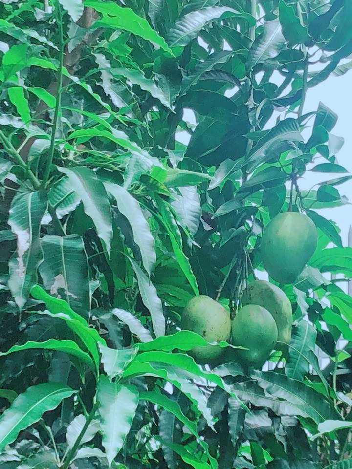 Những trái xoài to, lúc lỉu trông thích mắt. Ảnh: FB Ly Hai Minh Ha.