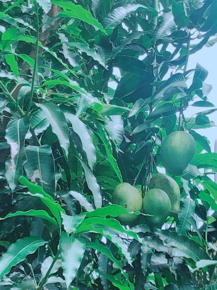 Những trái xoài to, lúc lỉu trông thích mắt. Ảnh: FB Ly Hai Minh Ha.