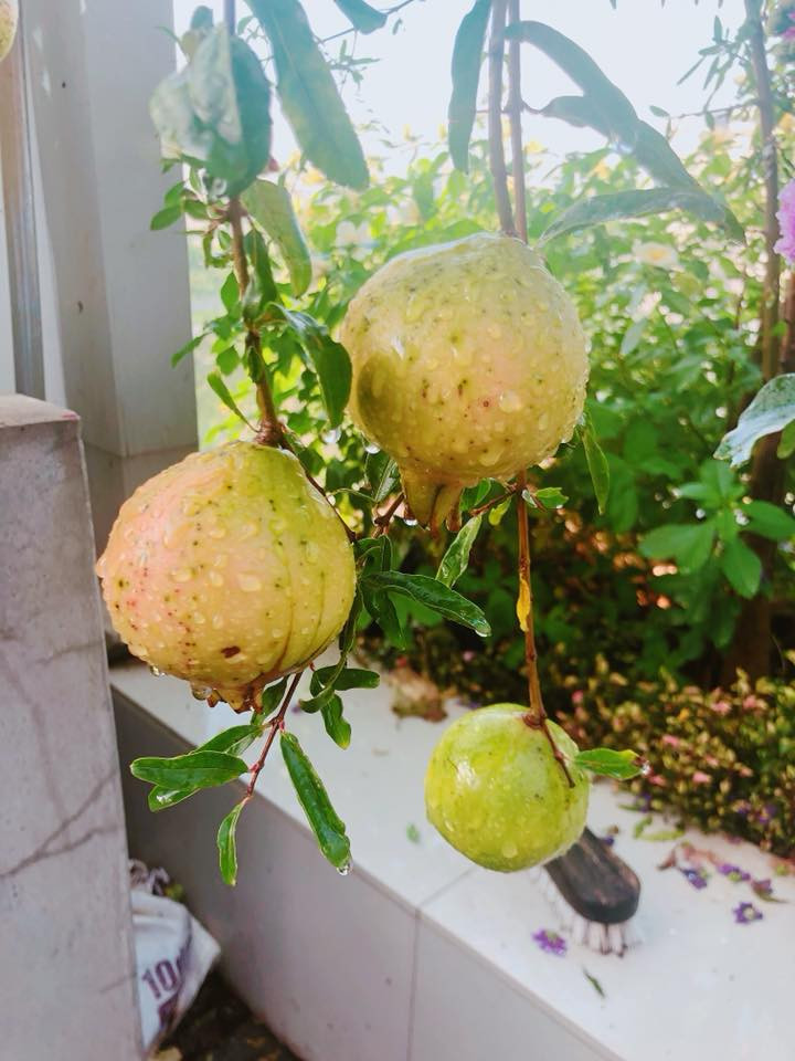 Ngoài rau xanh bốn mùa tốt um, ban công nhà Lý Hải - Minh Hà còn nhiều loại cây ăn trái trĩu quả như lựu, ổi, cóc, khế...Ảnh: FB Ly Hai Minh Ha.