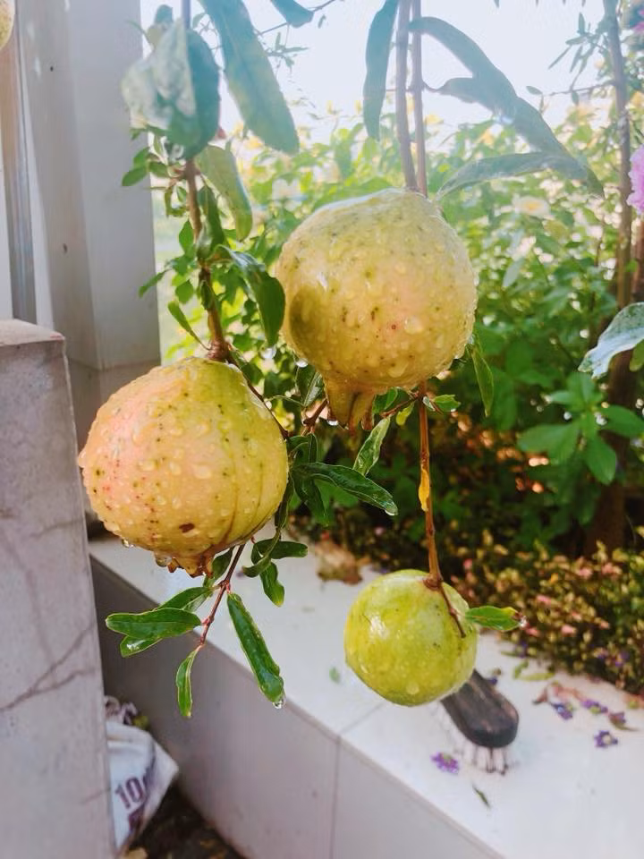 Ngoài rau xanh bốn mùa tốt um, ban công nhà Lý Hải - Minh Hà còn nhiều loại cây ăn trái trĩu quả như lựu, ổi, cóc, khế...Ảnh: FB Ly Hai Minh Ha.