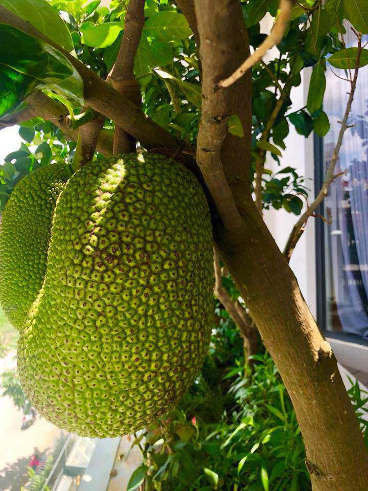 Cây mít Thái được vợ chồng nam ca sĩ trồng và chăm sóc được 1,5 năm. Cây cao khoảng hơn 2m, không quá lớn nhưng năm nay đã cho 3 quả lớn. Ảnh: FB Ly Hai Minh Ha.