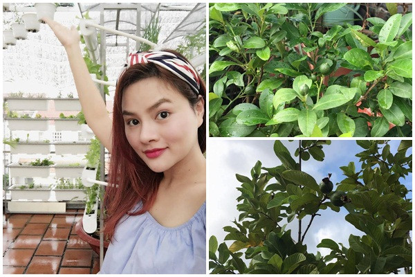 Khu vườn xanh mướt trên sân thượng nhà cựu người mẫu, diễn viên Vũ Thu Phương có đủ các loại cây ăn trái như ổi, chanh...Ảnh: Khám phá.