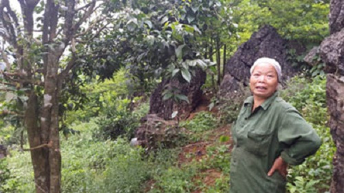 Nhu cầu mua tăng cao, người dân nơi đây đã phát triển cây rau sắng thương phẩm. Trồng loài rau rừng này khá nhàn. Sau 2 năm cây trưởng thành, người trồng chỉ việc thu hái mà không phải chăm sóc gì. Ảnh: Dân Việt.