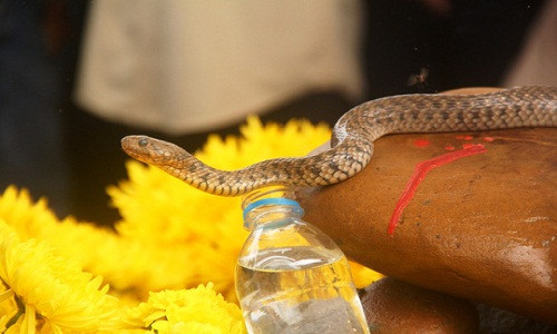 Con rắn được đồn thổi là "rắn thần" xuất hiện trên ngôi mộ