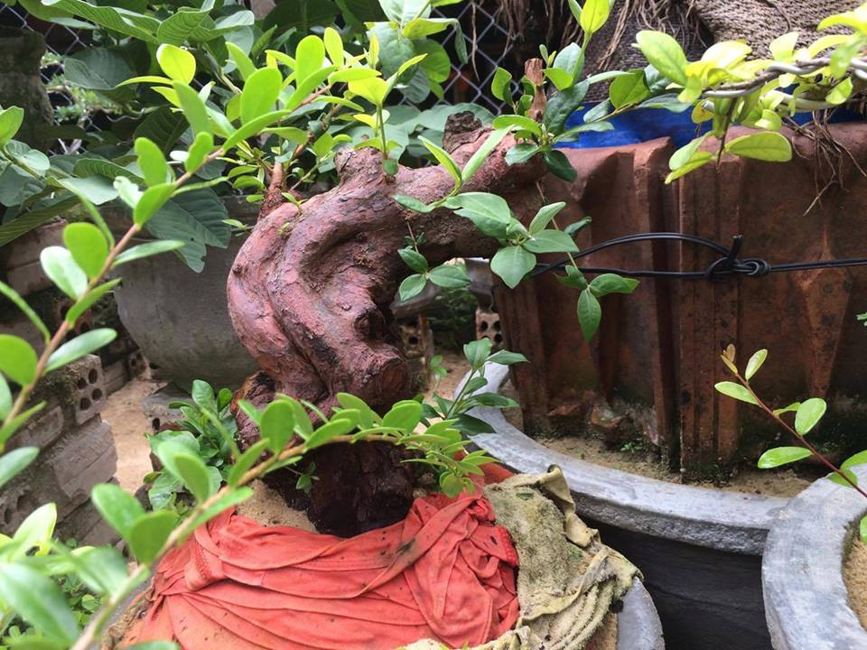 Gốc sim tím cổ thụ tạo dáng độc đáo. Ảnh: FB Cây cảnh nghệ thuật.