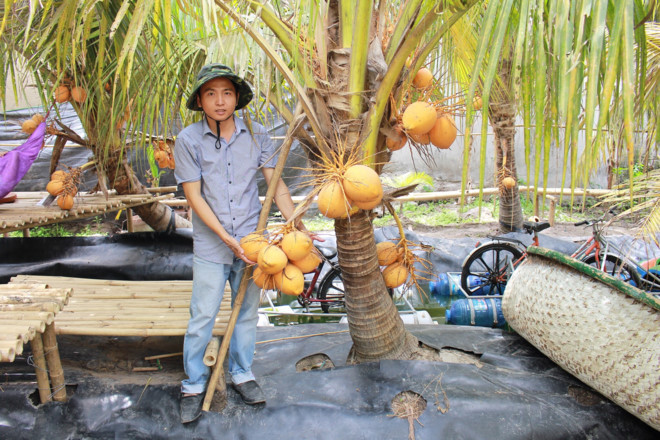 Nếu như dừa bình thường quả mọc tít trên cao thì giống dừa hai màu cây thấp. Hàng chục buồng dừa trĩu quả chỉ nằm ở ngang thắt lưng, chỉ cần đưa tay ra là hái được. Ảnh: Infonet.